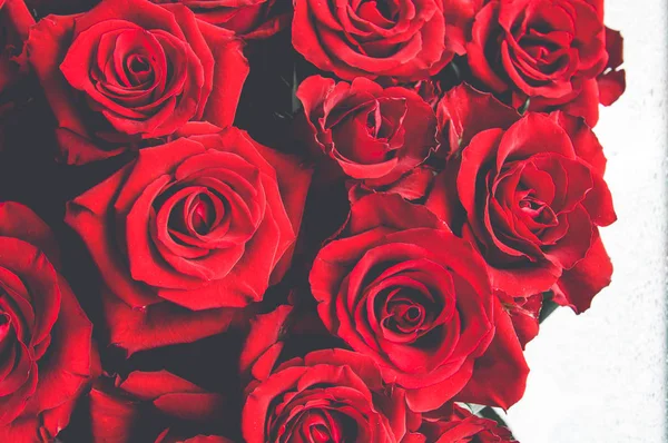 Big red roses bouquet , background of roses.