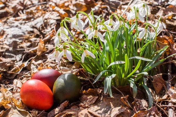 Wielkanoc, malowane jajka i Przebiśniegi, pierwsze kwiaty wiosny. — Zdjęcie stockowe