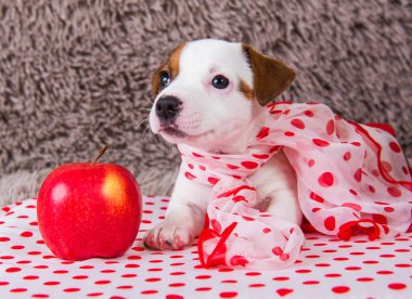 Jack Russell Terrier yavru köpek ile kırmızı elma