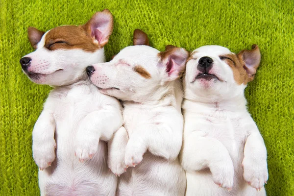 Милые щенки спят с лапами на вязаном свитере . — стоковое фото