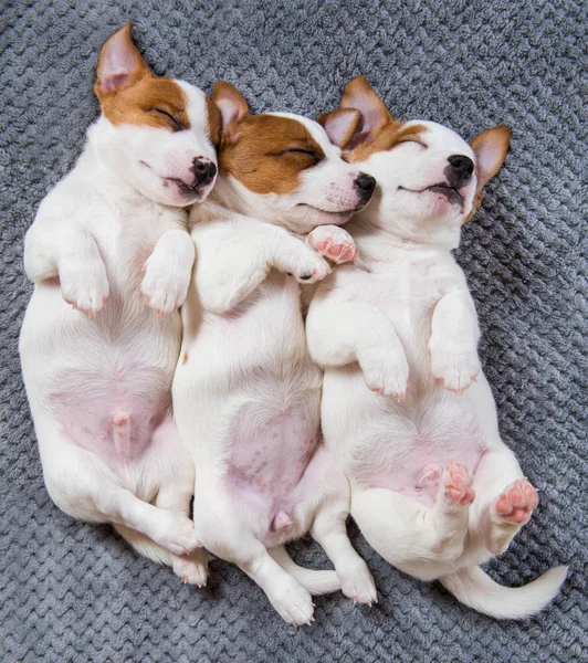 Lindos cachorros durmiendo con sus patas sobre un fondo gris . — Foto de Stock