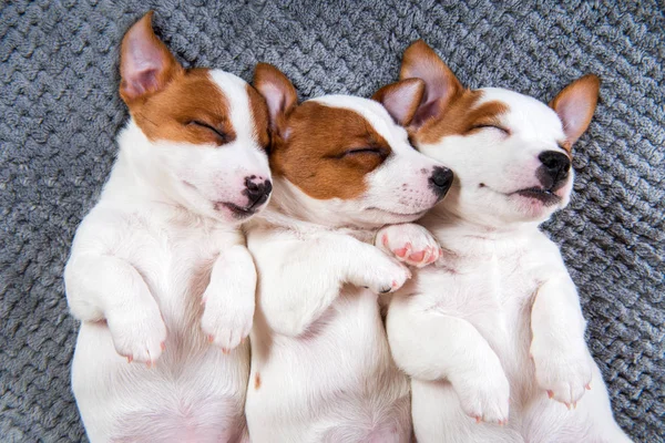 Милые щенки спят с поднятыми лапами на сером фоне . — стоковое фото