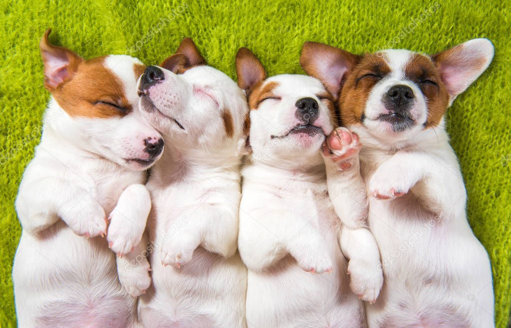 Cute puppies sleeping with their paws up on a knitted sweater.