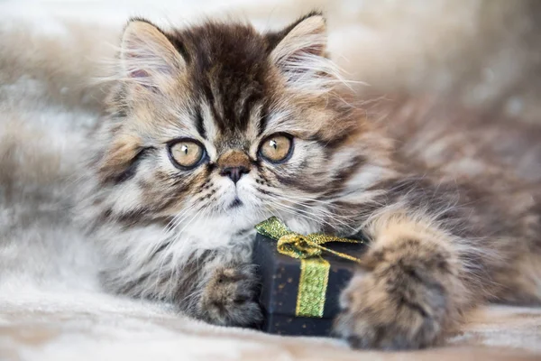 Beautiful Persian kitten cat with gift box or present — Stock Photo, Image