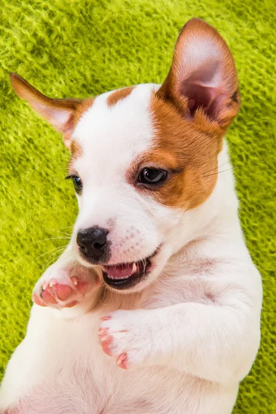 Cute puppy is playing with their paws up on a knitted sweater. — Stock Photo, Image