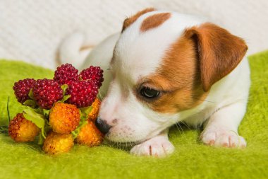 Jack Russell Terrier yavru köpek çilek ile