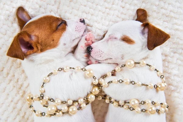 Two puppies Jack Russell Terrier dogs on the white background with beads. — Stock Photo, Image