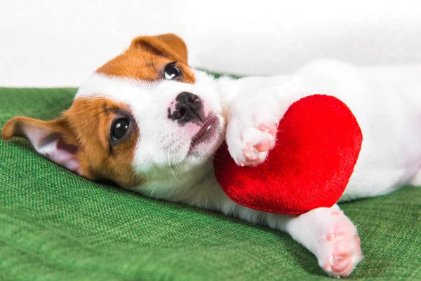 Jack Russell Terrier cachorro cão com coração vermelho . — Fotografia de Stock