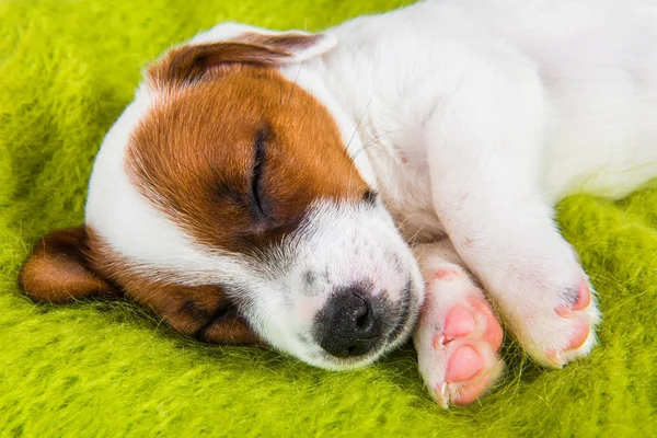 Pup slapen op de Bank, de hond ziek. — Stockfoto