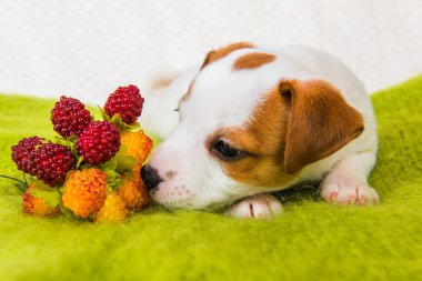 Jack Russell Terrier yavru köpek çilek ile