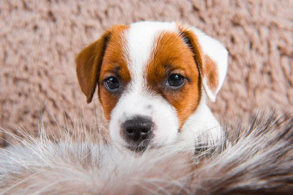 Anak anjing lucu bermain bulu dengan latar belakang coklat . — Stok Foto