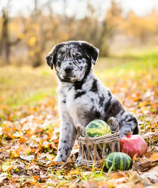 Labrador puppy dog with different color eyes in autumn background