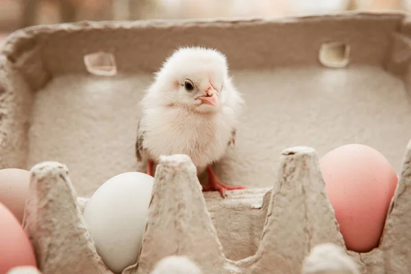 Funny little chicken in egg box outside