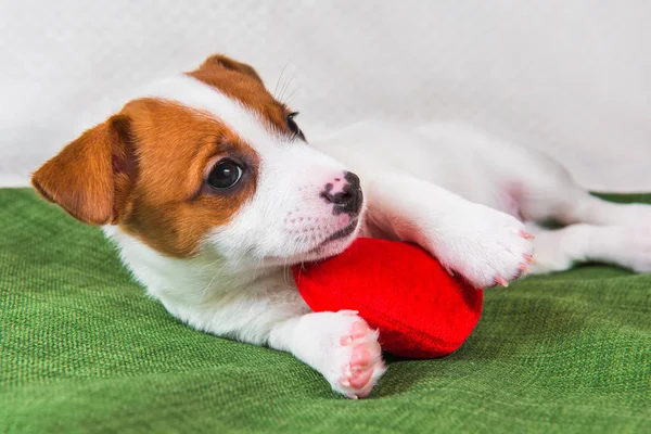 Jack Russell Terrier puppy dog with red heart. — Stock Photo, Image
