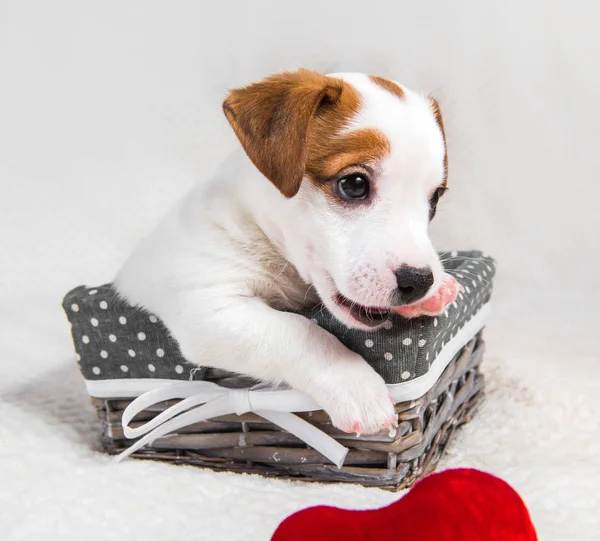 Jack Russell Terrier puppy dog in the basket with red heart — Stock Photo, Image