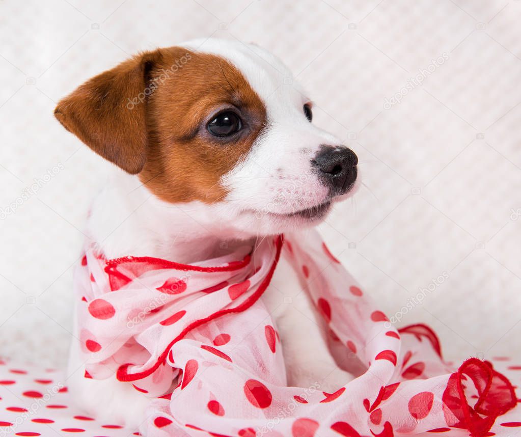 Jack Russell Terrier puppy dog in retro style