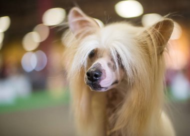 Çince Tepeli tüysüz doğurmak köpek Close-Up