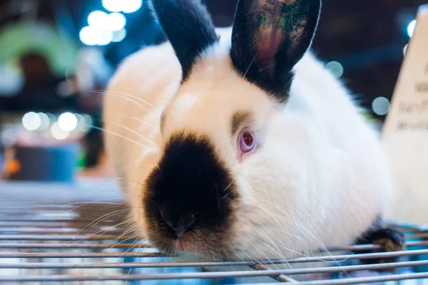 Ein ausgewachsenes großes Kaninchen der kalifornischen Rasse — Stockfoto