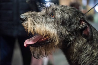 Profil İrlandalı Wolfhound köpek portre kadar kapatın