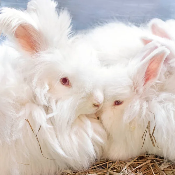 Dos divertidos conejo de Angora blanco esponjoso en una jaula . — Foto de Stock