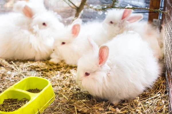 Dört komik kabarık beyaz Angora tavşan kafes içinde. — Stok fotoğraf