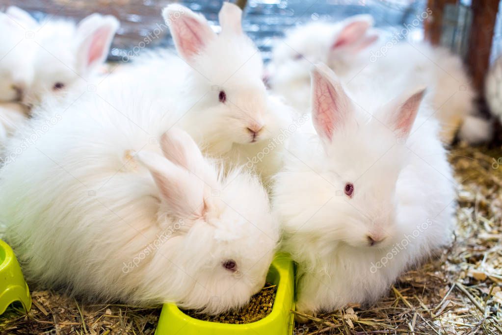 Three funny fluffy white Angora rabbit in a cage.