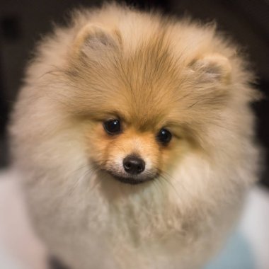 Kabarık komik Pomeranian Spitz köpek köpek yavrusu yakın çekim