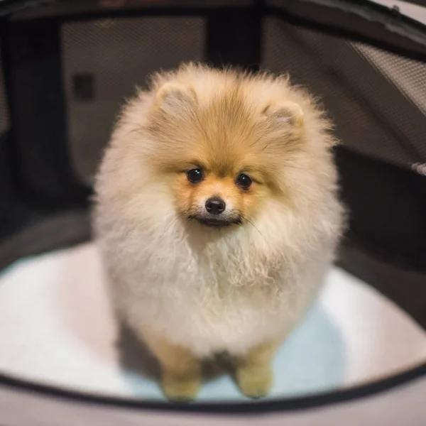 Fluffy divertido Pomeranian Spitz perro cachorro de cerca —  Fotos de Stock