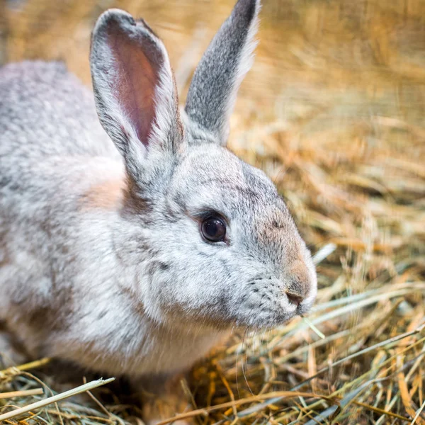 Grijs konijn voor droog hooi achtergrond — Stockfoto