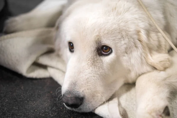 Macar Kuvasz köpek portre güzel akıllı gözleri ile
