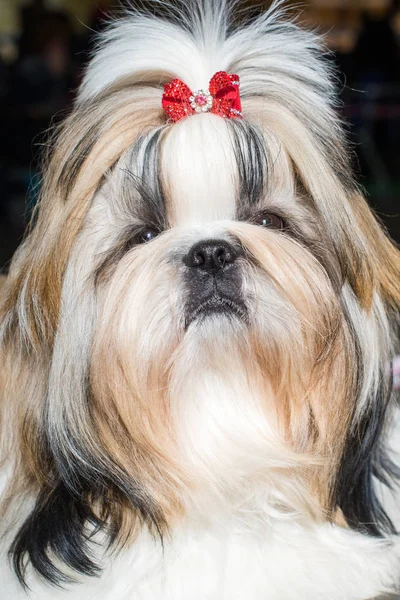 Close up retrato de Shih-tzu cão com arco vermelho — Fotografia de Stock