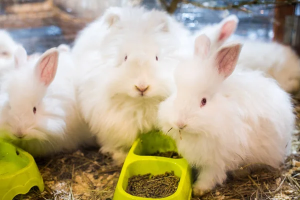 Drei lustige flauschige weiße Angorakaninchen im Käfig. — Stockfoto