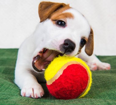 Tenis topu ile Jack Russell Terrier köpek köpeği.