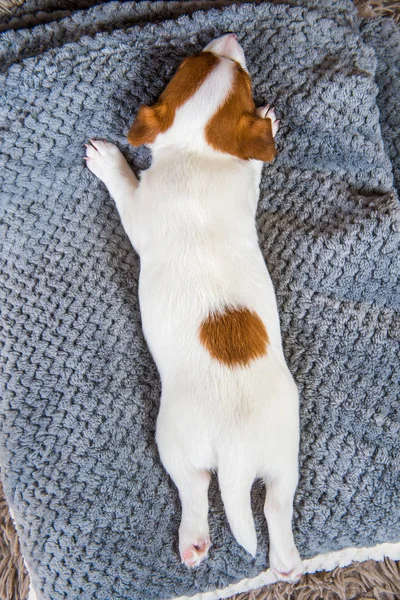 ソファの上で寝ている子犬、犬のバックトップビュー. — ストック写真