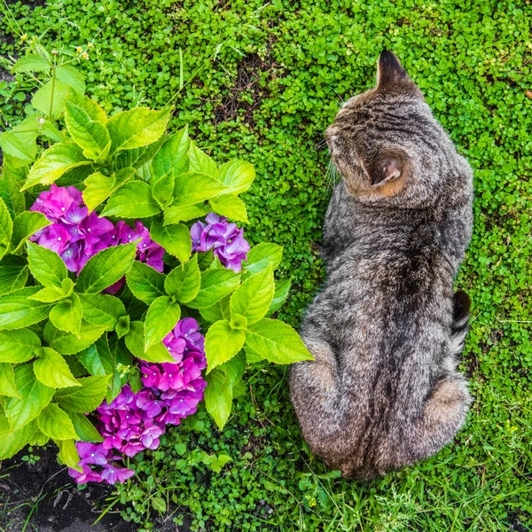 Hydrangea macrophylla і таббі кіт — стокове фото