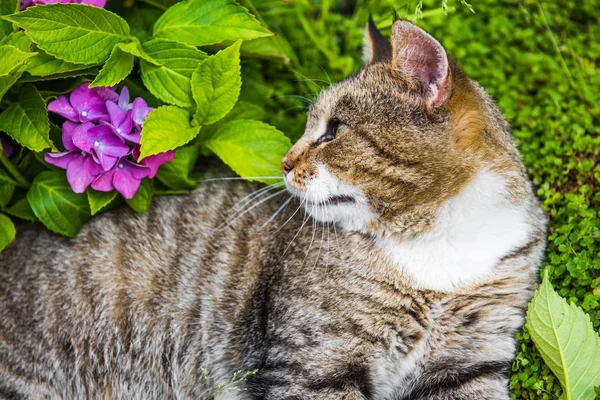 Hortensja macrophylla i Tabby kot — Zdjęcie stockowe