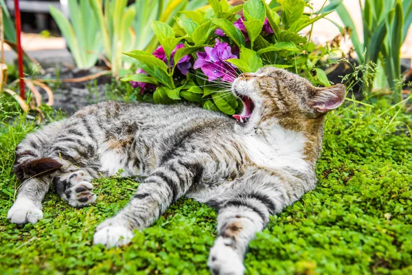 Ortanca macrophylla ve tekir kedi — Stok fotoğraf