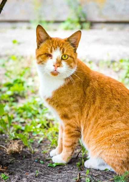 Rudá kočka bez jediného oka na ulici. — Stock fotografie
