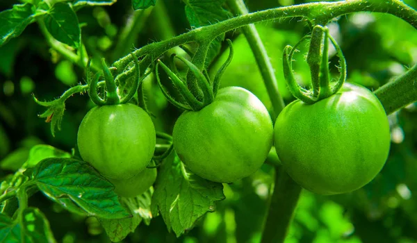 Grandes tomates verdes que crescem em um ramo em um jardim — Fotografia de Stock