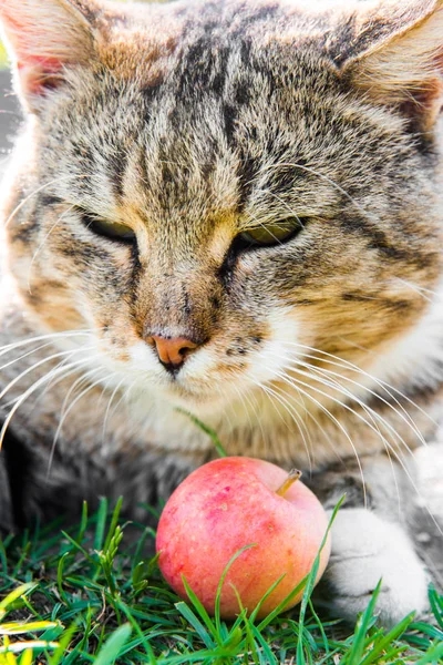 Кіт таббі лежить біля яблука в саду, щоб грати з ним . — стокове фото