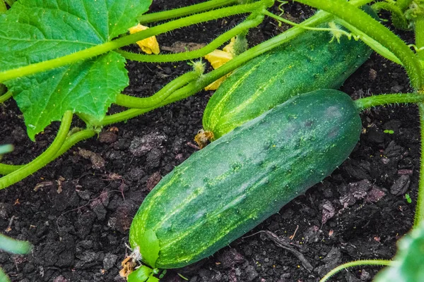 Green fresh cucumbers growing in the garden. — Stock Photo, Image