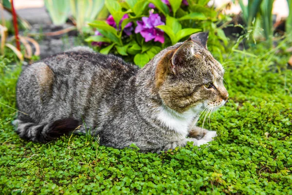 Ortanca macrophylla ve tekir kedi — Stok fotoğraf