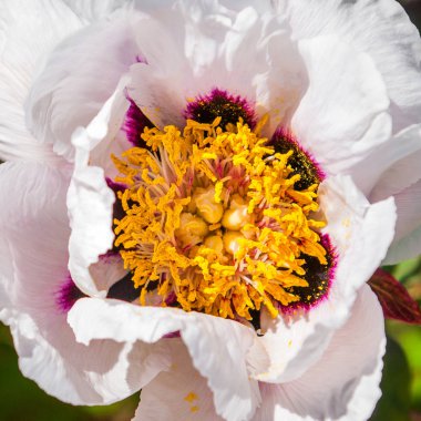 Beyaz Şakayık Paeonia suffruticosa çiçek yakın