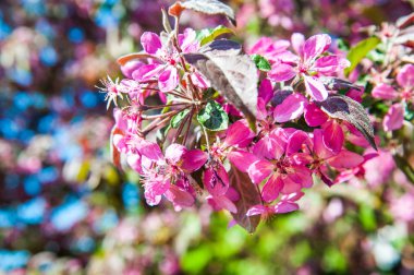 Mavi gökyüzü arka planda elma ağacı açan pembe çiçekler.