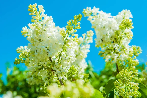 푸른 하늘을 배경으로 하얀 라일락 꽃. — 스톡 사진