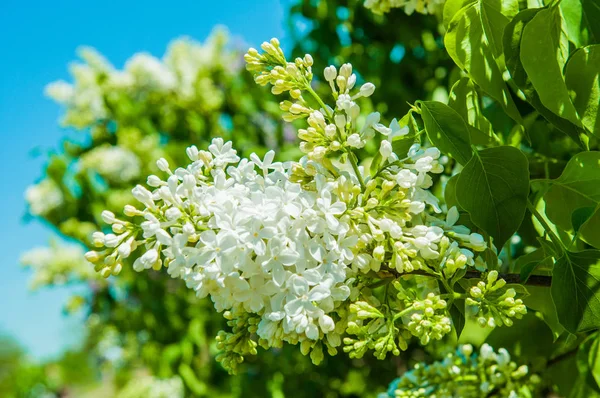 Witte lila bloemen tegen blauwe lucht achtergrond. — Stockfoto
