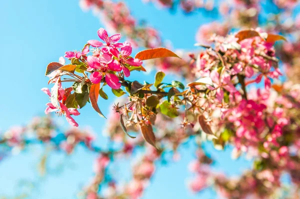Flores rosadas floreciendo manzano sobre fondo azul del cielo . — Foto de Stock