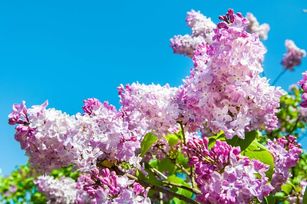 Purple lilac flowers against blue sky background. — Stock Photo, Image