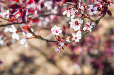 Bulanık bahçe arka plan üzerinde çiçekaçan kiraz ağacı.