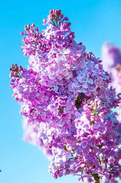 Flores lila púrpura sobre fondo azul cielo . —  Fotos de Stock